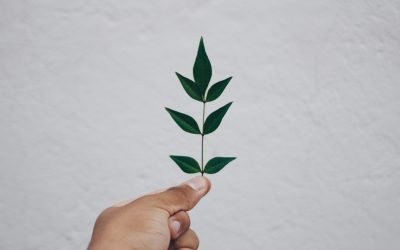 Certification RSE : les principaux labels et référentiels